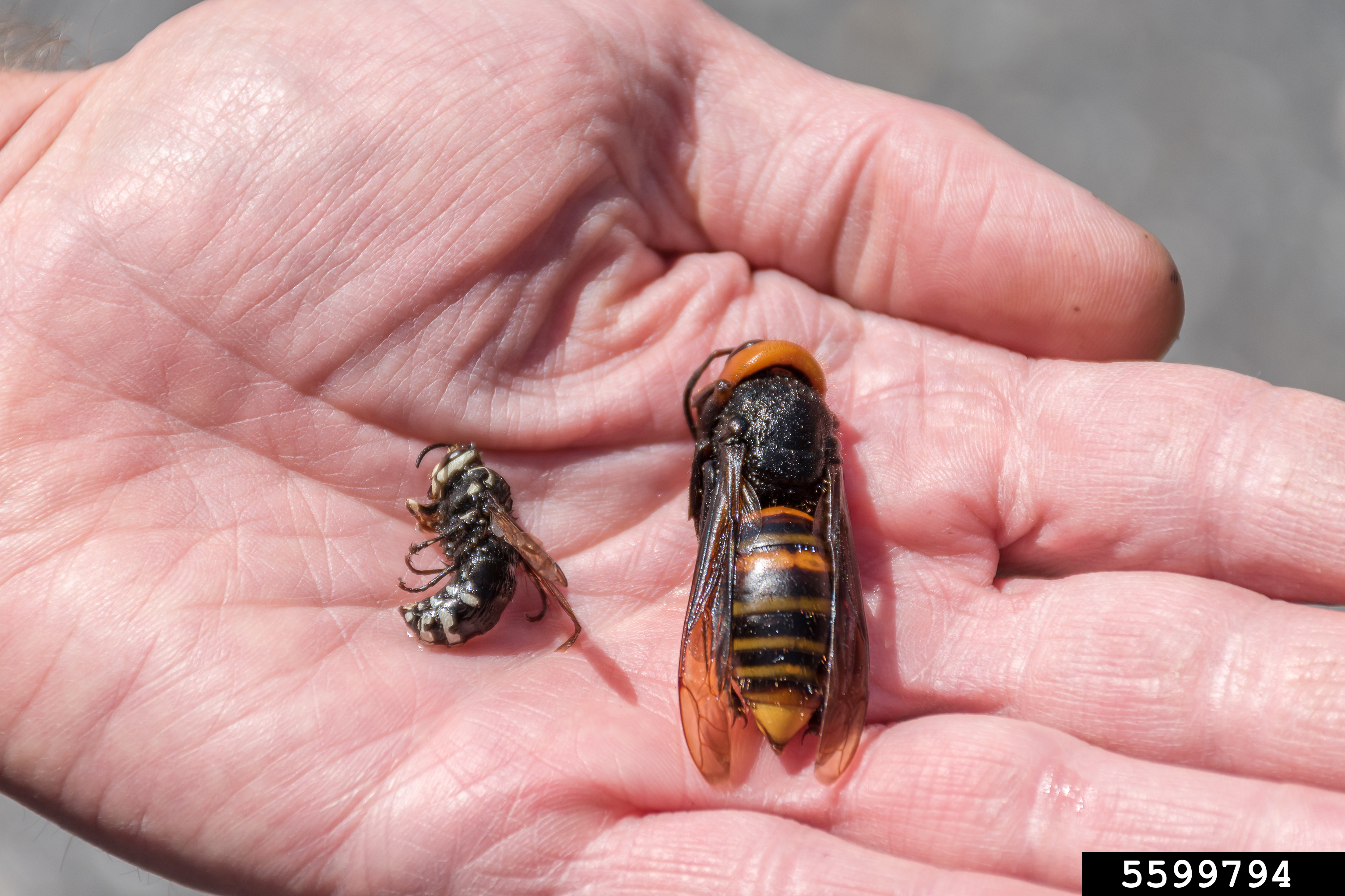 Queen Hornet Size Nature s Friendly Giant Understanding The European