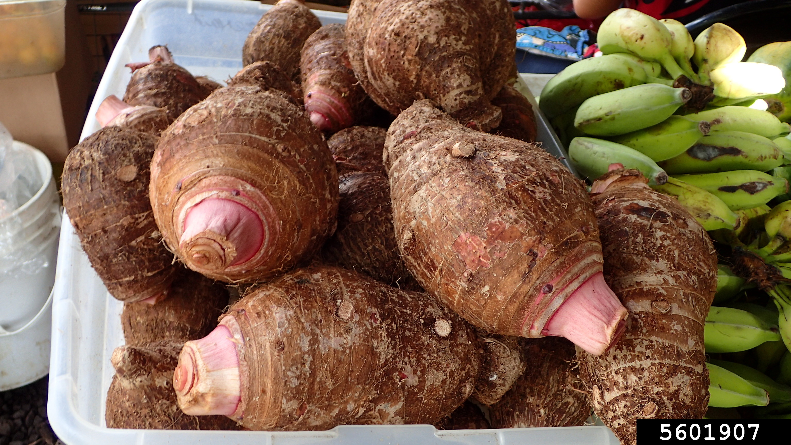 coco yam, wild taro (Colocasia esculenta (L.) Schott)