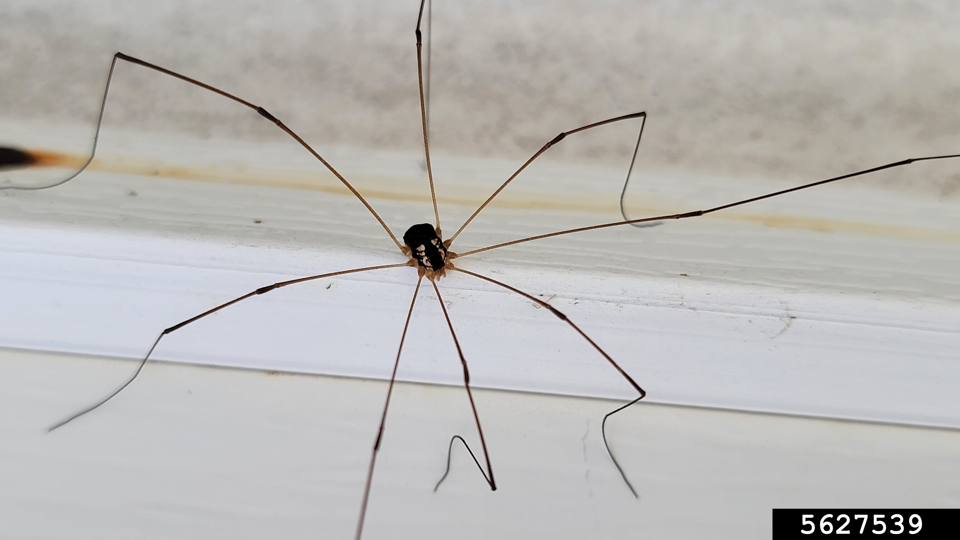 daddy-longlegs (Leiobunum bimaculatum Banks, 1893)