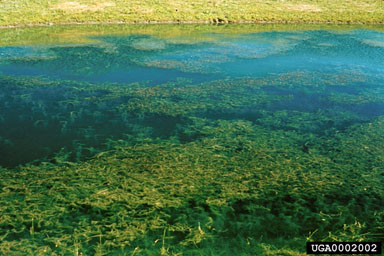 Figure 2. Dense Myriophyllum spicatum canopy at lake surface. Cayuga Lake, Ithaca, New York, August 1989. (Photo courtesy of Robert L. Johnson)
