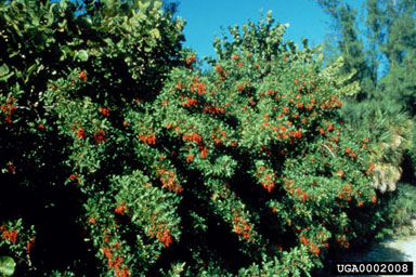 Figure 2. Dense stand of Schinus terebinthifolius trees in Everglades National Park. (Photograph by J. Cuda and J. Medal.)