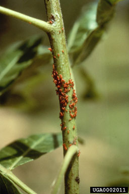 Figure 6. Larval Pseudophilothrips ichini on leaflet of Schinus terebinthifolius. (Photograph by J. Cuda and J. Medal.)