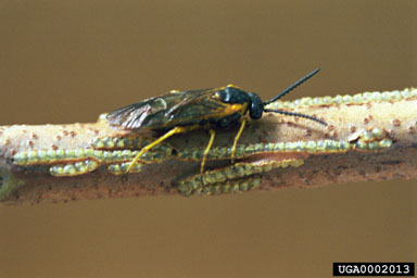 Figure 3. Adult female Heteroperreyia nubrichi guarding her eggs. (Photograph by S. Hight.)