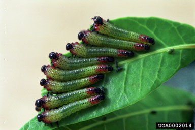 Figure 4. Gregarious larvae of Heteroperreyia hubrichi feeding on leaf of Schinus terebinthifolius. (Photograph by S. Hight.)