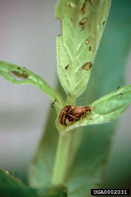 Figure 3. Mating pair of Galerucella calmariensis. (Photo by B. Blossey.)