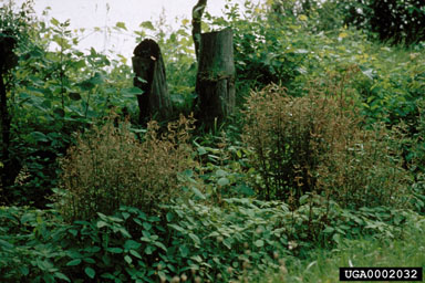 Figure 4. Defoliated purple loosestrife plants. (Photo by B. Blossey.)