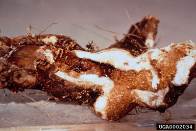 Figure 6. Destroyed rootstock (due toHylobius transversovittatuslarval feeding).