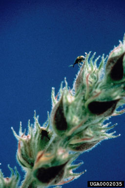 Figure 7.Nanophyes marmoratus adult. (Photo by B. Blossey.)