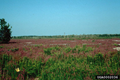 Figure 8a. Purple loosestrife before suppression. (Photo by B. Blossey.)