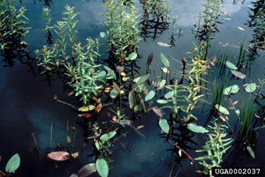 Figure 8b. Purple loosestrife after suppression. (Photo by B. Blossey.)