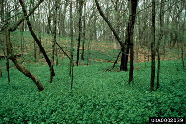 Figure 2. Dense garlic mustard. (Photo by V. Nuzzo.)