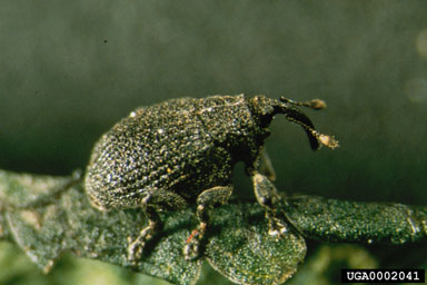 Figure 4. Ceutorhynchus scrobicollis. (Photo by T. Haye.)