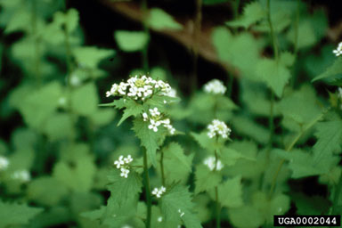 Figure 1. Garlic mustard plant. (Photo by V. Nuzzo.)