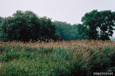 Figure 1.Phragmites australis invasion front at the Montezuma National Wildlife Refuge, New York. (Photograph by B. Blossey.)