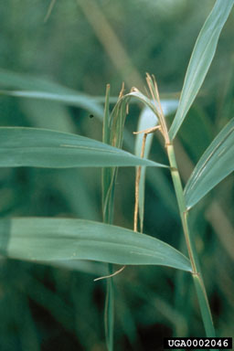 Figure 2. Typical sign of attack of all Lipara spp. is the wilting of the top leaf. (Photograph by B. Blossey.)