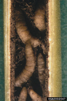 Figure 3.Larvae of Lasioptera hungarica. Note the black mycelium of the associated fungus. (Photograph by P. Hafliger.)