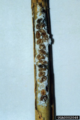 Figure 4. Overwintering Chaetococcus phragmites under leaf sheaths of the host plant (partially removed). (Photograph by B. Blossey.)