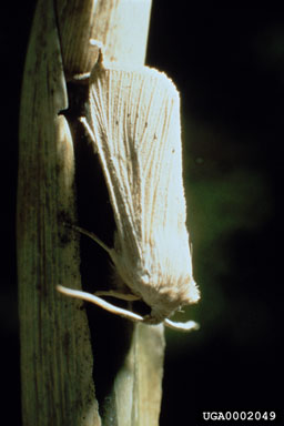 Figure 5. Adult Rhizedra lutosa moth. (Photograph by P. Hafliger.)