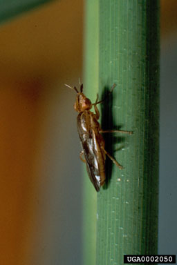 Figure 6. Adult Platycephala planifrons fly on P. australis stem. (Photograph by P. Hafliger.)