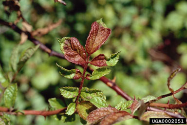 Figure 3. Rose rosette; irregular reddening of leaf caused by RRD. (Photograph by Jim Amrine.)