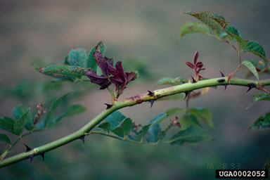 Figure 4. Bright red RRD shoots emerging in the spring. (Photograph by Kim Amrine.)