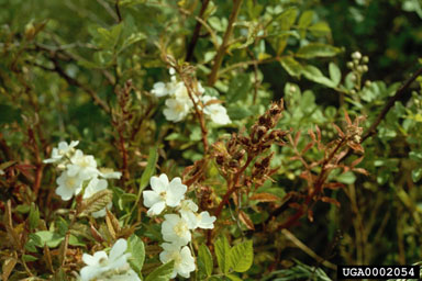 Figure 6. RRD-symptomatic inflorescence (red pannicle) on mulitflora rose, accompanied by normal flowers on healthy foliage (a separate plant) (Photograph by Jim Amrine.)