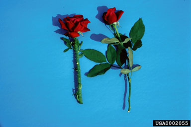 Figure 7. Cara-Mia ornamental rose; diseased stem on left with an enlarged thorny stem; normal stem and flower on right (Photograph by Jim Amrine.)