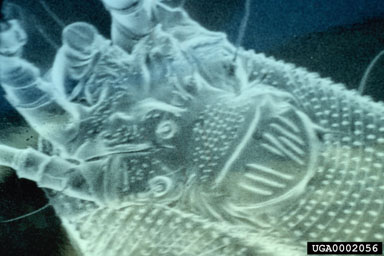 Figure 8. Phyllocoptes fructophilus, ventral surface near head end as seen by the scanning electron microscopem; the mite is about 50 microns wide at the genital coverlap. (Photograph by West Virginia University Anatomy Department.)