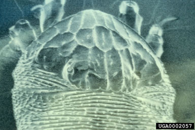 Figure 9. Phyllocoptes fructiphilus, dorsal shield of female showing the distinctive pattern that identifies this mite (SEM) (Photograph by West Virginia University Anatomy Department.)