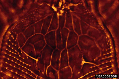 Figure 10. Phyllocoptes fructiphilus, dorsal shield of female as seen in the light microscope, using phase contrast microscopy. (Photograph by Jim Amrine.)