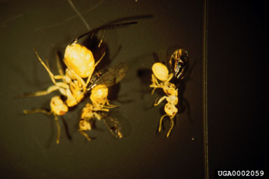 Figure 11. The multiflora rose seed chalcid, Megastigmus aculeatus var. nigroflavus Hoffmeyer; three females in a dissecting tray; the left female is about 2 mm long. (Photograph by Jim Amrine.)