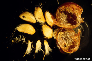 Figure 13. A dissected hip of multiflora rose;  the soft fruit shell is on the right (typical of mid-November), five normal-sized seed are at the upper left, and three dwarf seed, representing  unpollinated ovules at the lower left; note the abundant, sharply  tapered fibers that are always present in the hip; they irrigate the digestive tract of song birds, causing the seed to move quickly through the gut in just a few hours. (Photograph by Jim Amrine.)