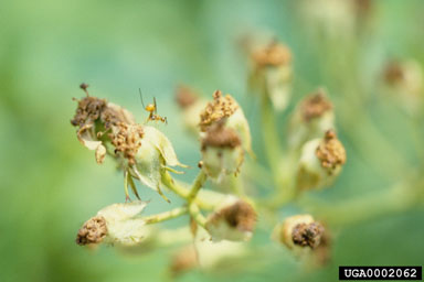 Figure 14. Ovipositing female rose seed chalcid, inserting her ovipositor near the edge of the dried inflorescence. (Photograph by Jim Amrine.)