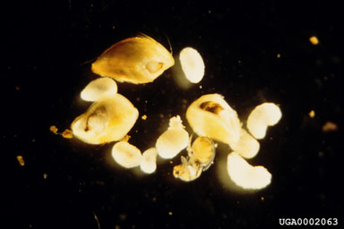 Figure 15. Dissected seeds showing larvae and a pupa of the chalcid that were inside (May). (Photograph by Jim Amrine.)
