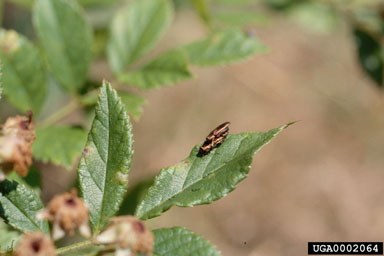 Figure 16. The rose stem girdler, Agrilus aurichalceus aurichalceus; a mating pair on a multiflora rose leaflet (May); the male is the smaller, upper beetle. (Photograph by Jim Amrine.)