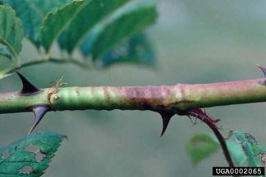 Figure 17. A girdled multiflora rose cane caused by the larva of the rose stem girdler (August); the oviposition site is at the right edge of the girdle; the cane will probably die distal to the girdle. (Photograph by Jim Amrine.)