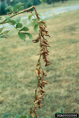 Figure 18. A 'flag' or dead stem causeed by the break of a cane at the girdle produced by the rose stem girdler. (August) (Photograph by Jim Amrine.)