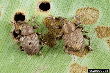 Figure 5. Neochetina bruchi (left) and N. eichhorniae (right) adults. (Photo courtesy of W.C. Durden, USDA, ARS.)