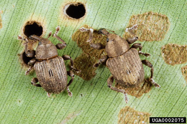 Figure 5. Neochetina bruchi (left) and N. eichhorniae (right) adults. (Photo courtesy of W.C. Durden, USDA, ARS.)