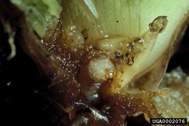 Figure 6. Late-stage Neochetina sp. larvae feed at the base of leaf petioles, often damaging subtending axillary buds. (Photo courtesy of W.C. Durden, USDA, ARS.)