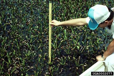 Figure 7. Waterhyacinth plants stressed by weevils tend lose buoyancy and to be of small stature. (Photo courtesy of W.C. Durden, USDA, ARS.)