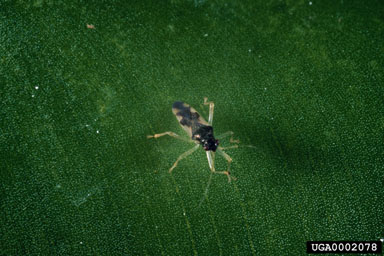 Figure 8. An adult Eccritotarsus catarinensis. (Photo courtesy of John Stanley, CSIRO.)