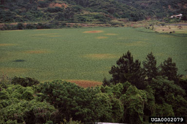 Figure 9. A waterhyacinth mat in South Africa in decline due to infestation by E. catarinensis. (Photo courtesy of C. Cilliers, PPRI.)