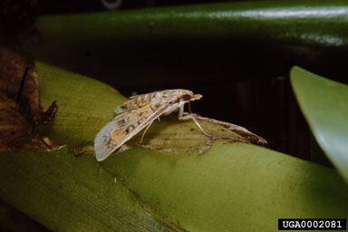 Figure 11. An adult male Niphograpta albiguttalis. (Photo courtesy of W.C. Durden, USDA, ARS.)