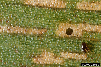 Figure 12. The waterhyacinth mite Orthogalumna terebrantis. (Photo courtesy of W.C. Durden, USDA, ARS.)