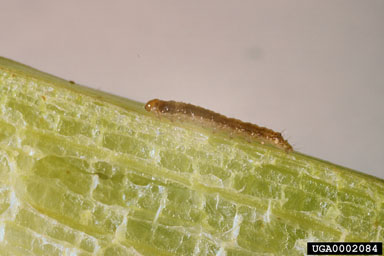 Figure 14. Xubida infusella larva. (Photo courtesy of M.P. Hill, PPRI)