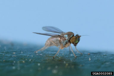 Figure 15. Thrypticus sp. adult reared from waterhyacinth. (Photo courtesy of C.A. Bennett, University of Florida.)