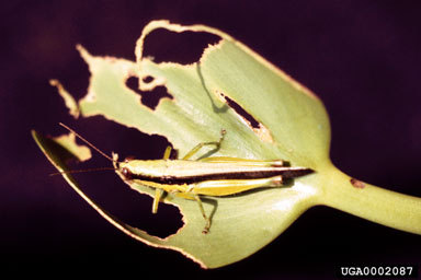 Figure 19. Cornops aquaticum adult. (Photo courtesy of S. Neser, PPRI.)