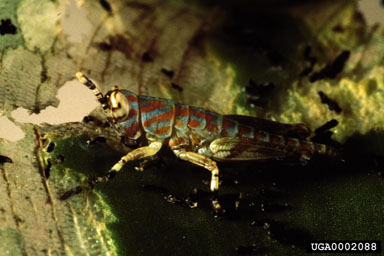 Figure 18. Cornops aquaticum nymph. (Photo courtesy of S. Neser, PPRI.)