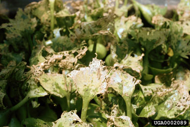 Figure 17. The waterhyacinth grasshopper Cornops aquaticum feeds on leaves producing a characteristic 'tattered' appearance. (Photo courtesy of H. Oberholzer, PPRI.)